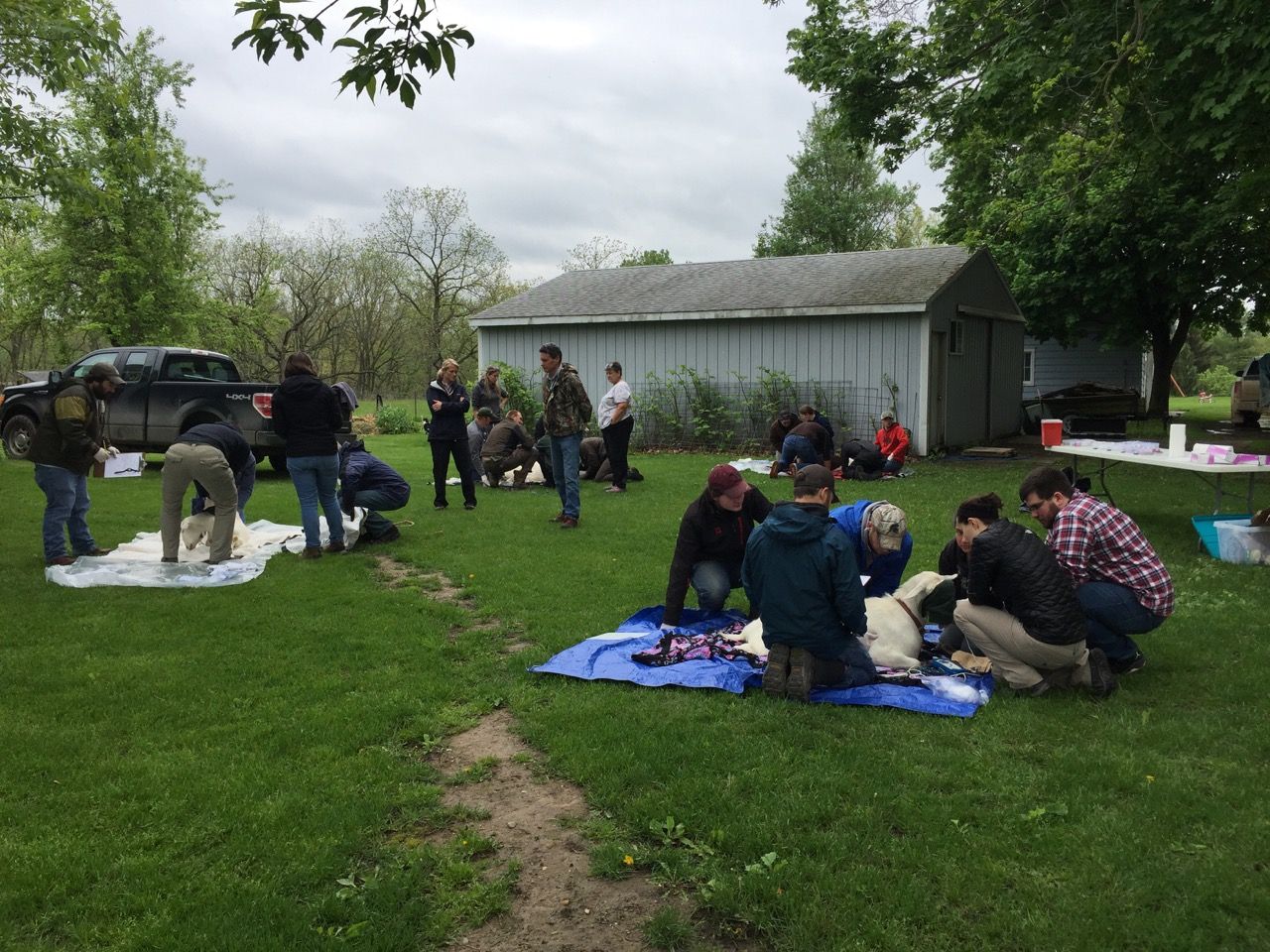 Goat lab with Global Wildlife Resources for chemical immobilization training