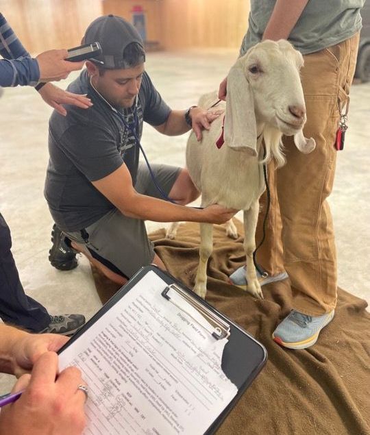 Goat lab with Global Wildlife Resources for chemical immobilization training