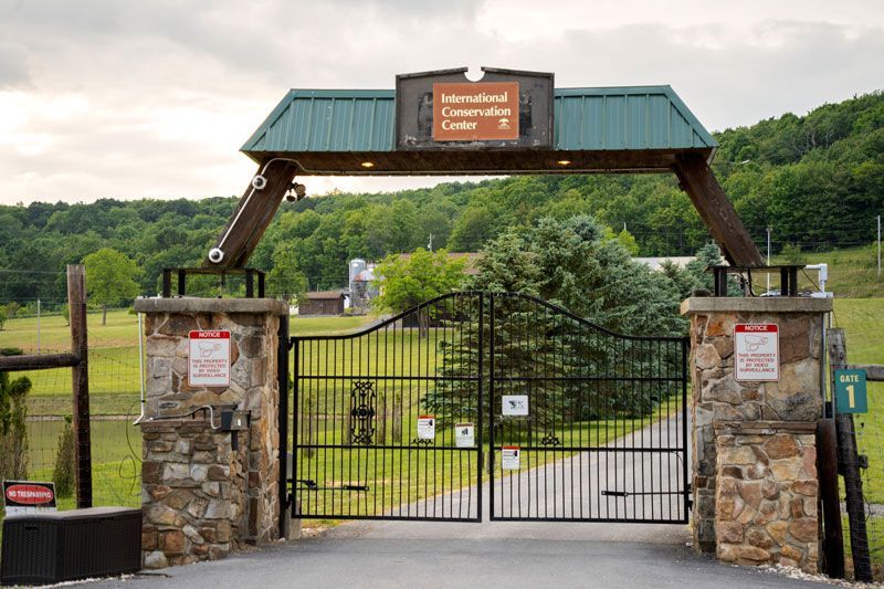 Goat lab with Global Wildlife Resources for chemical immobilization training
