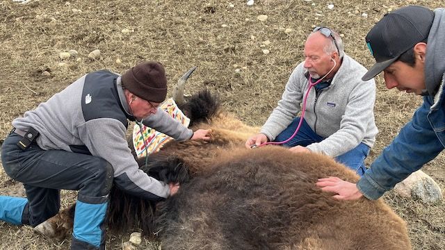 Buffalo chemical capture during Global Wildlife Resources course in 2024.
