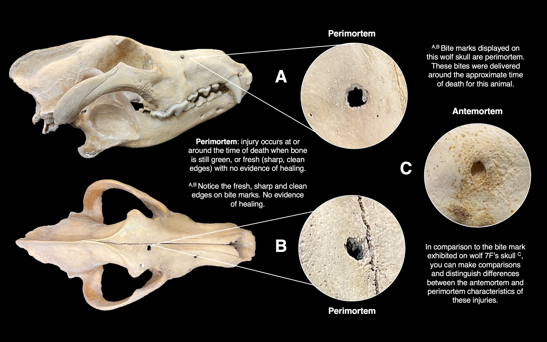 Antemortem and postmortem photographic examples of injury with wolf dentition and skulls