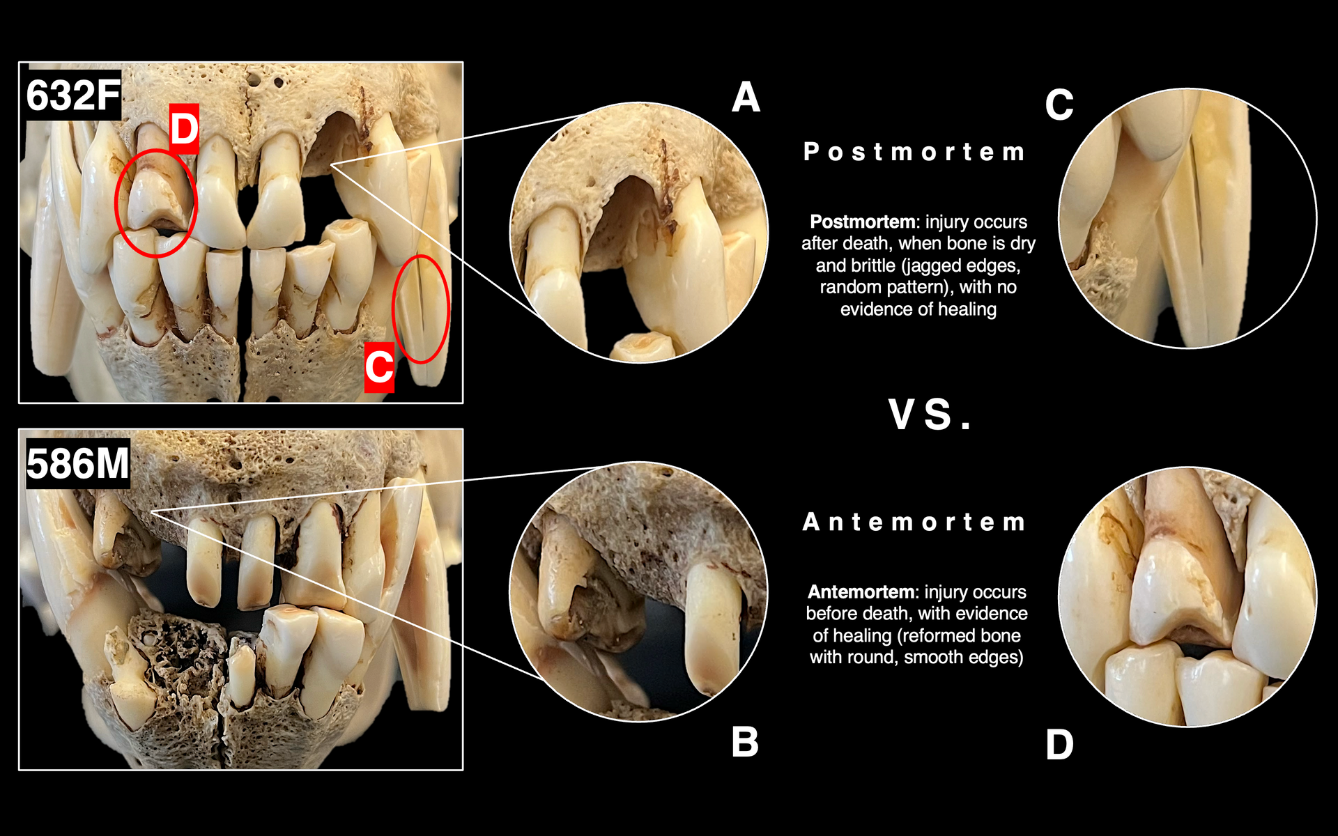 Antemortem and postmortem photographic examples of injury in wolf dentition