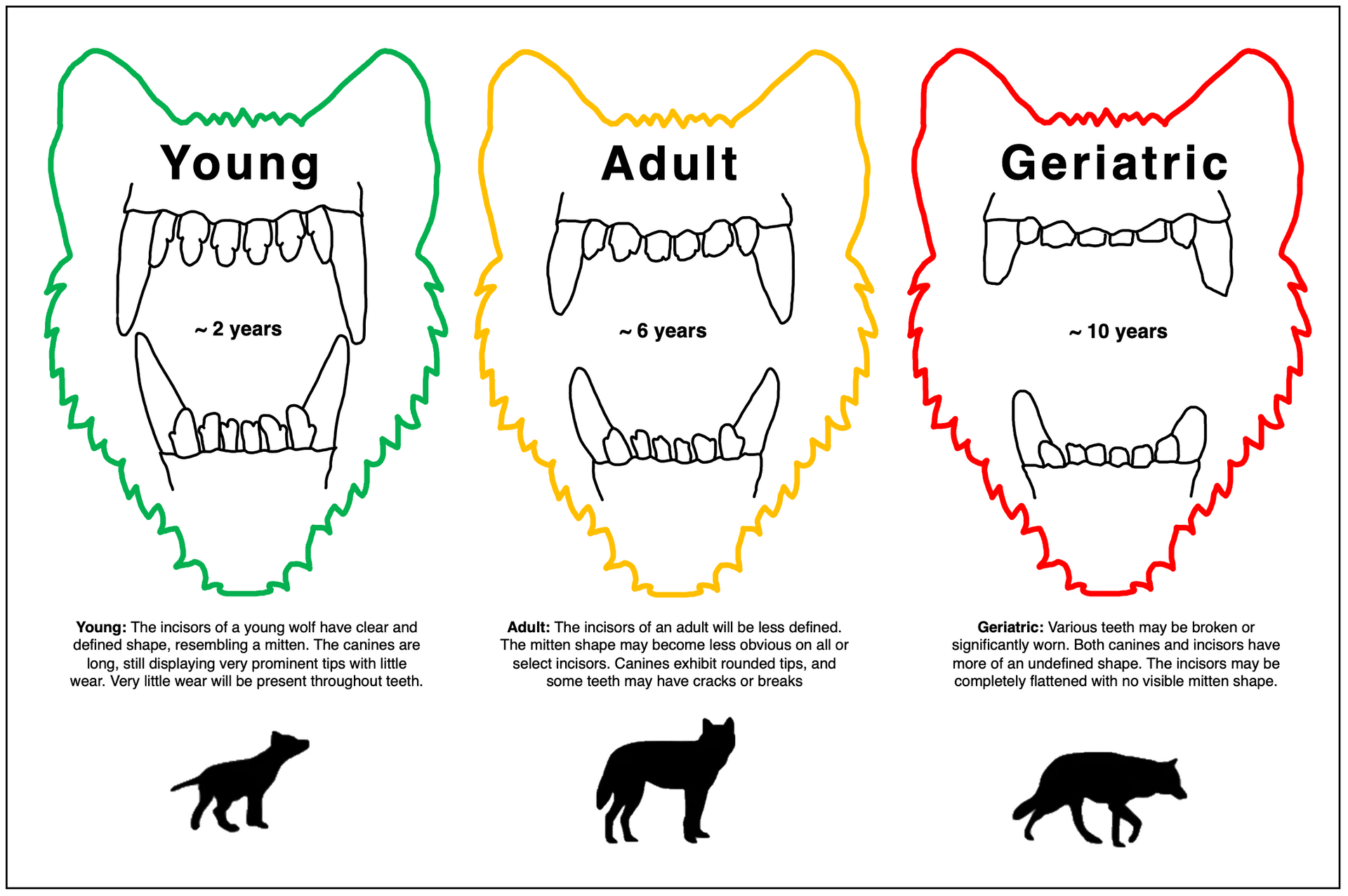 Tooth dention examples for young, adult, and geriatric wolves.