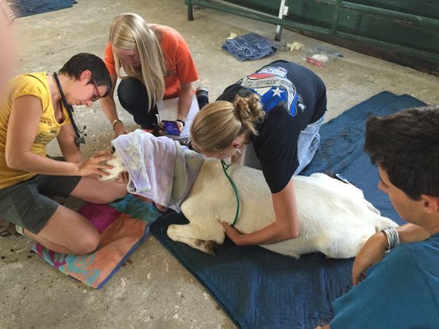 Goat lab with Global Wildlife Resources for chemical immobilization training