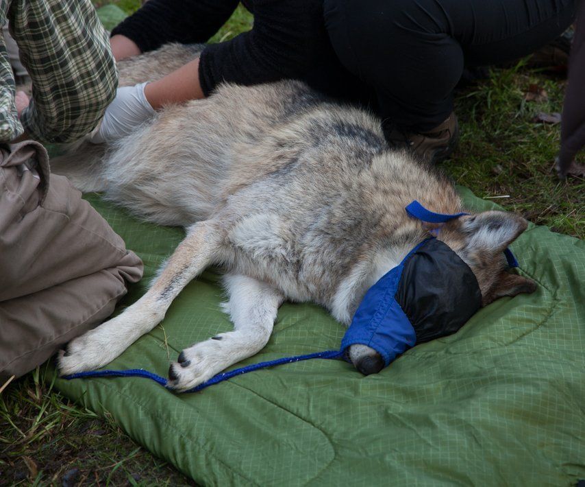 Wolf muzzled and with head cover after being chemically immobilized