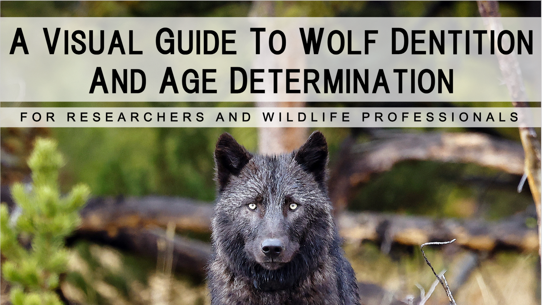 Visual Guide to Wolf Dentition and Age Determination.