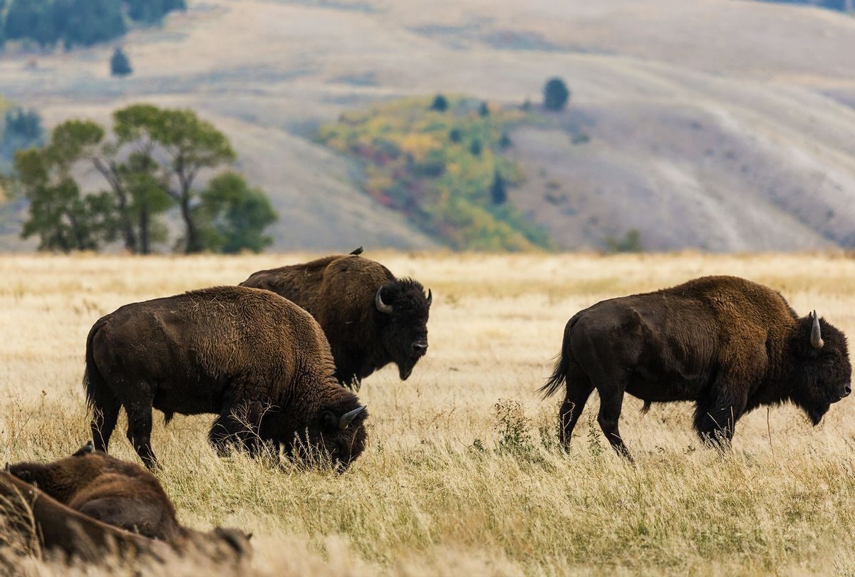 Buffalo herd in Montana Global Wildlife Resources for chemical immobilization training