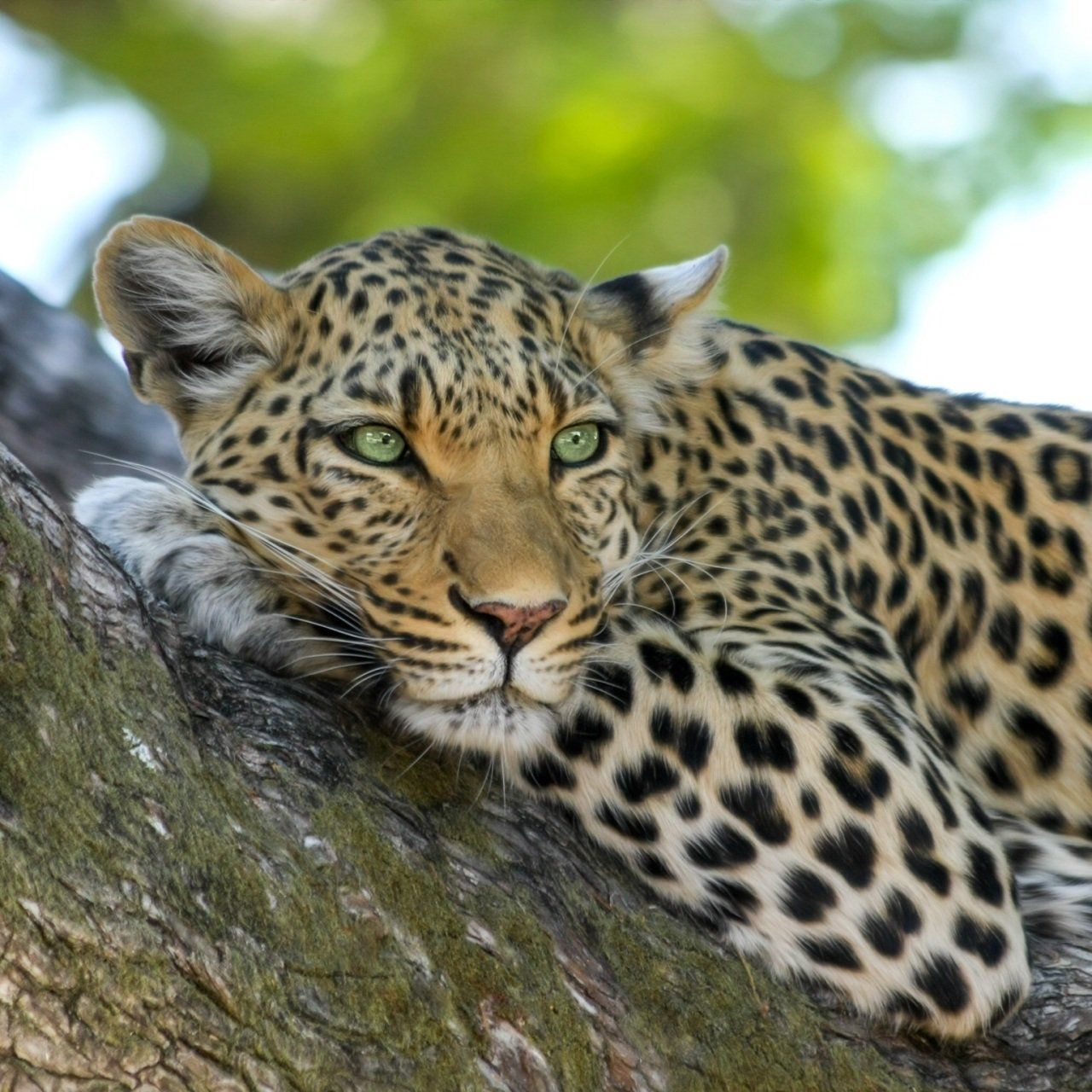 African Leopards Ethics Letter