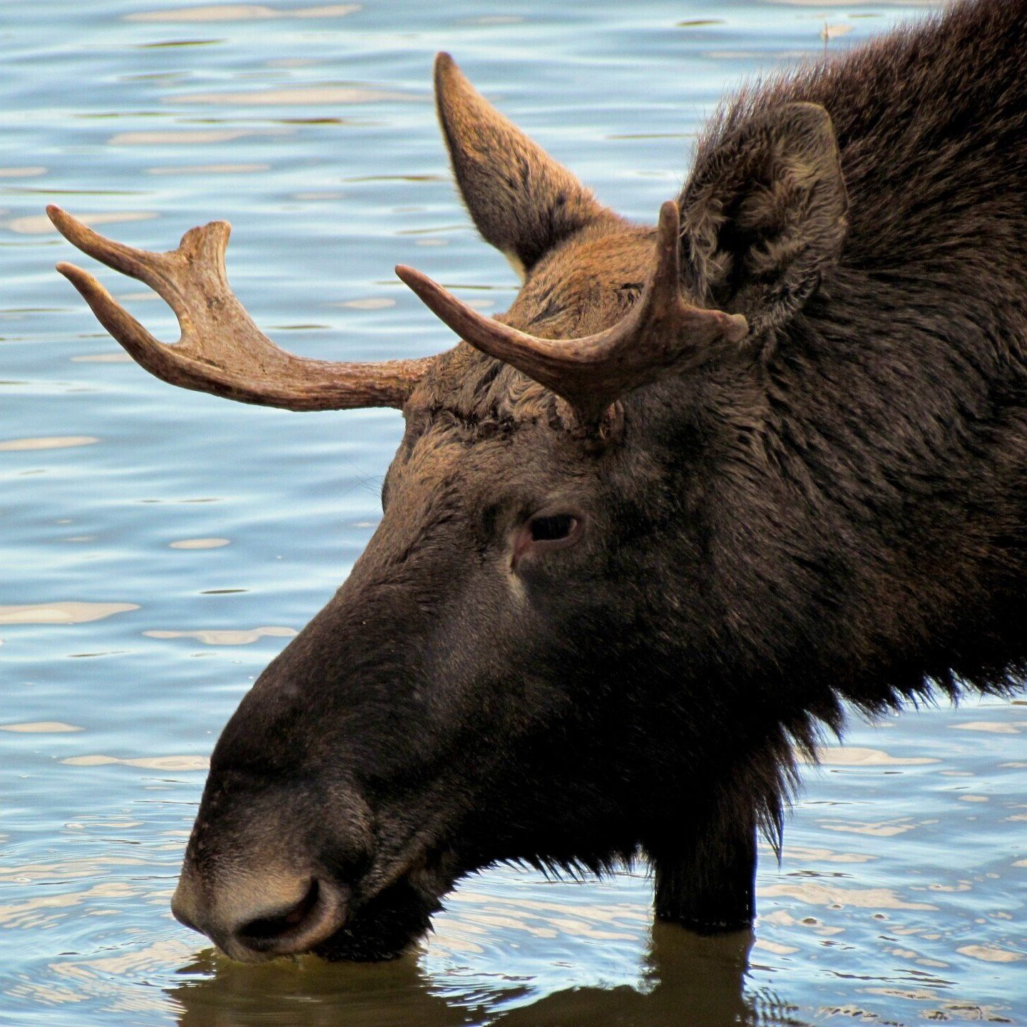 Moose Ethics Letter
