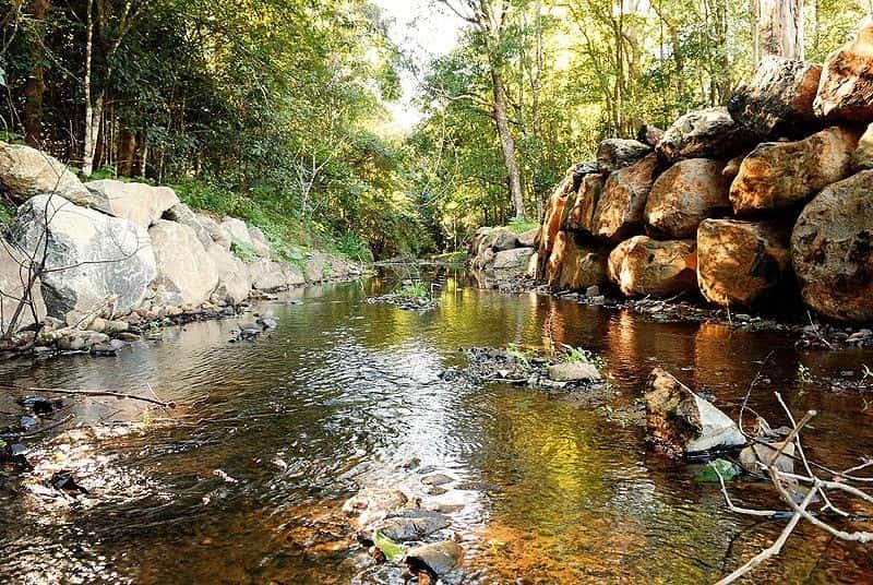 A Stream Running Through a Forest With a Pile of Logs in the Foreground — Australian Rock Walls In Burleigh Heads, QLD