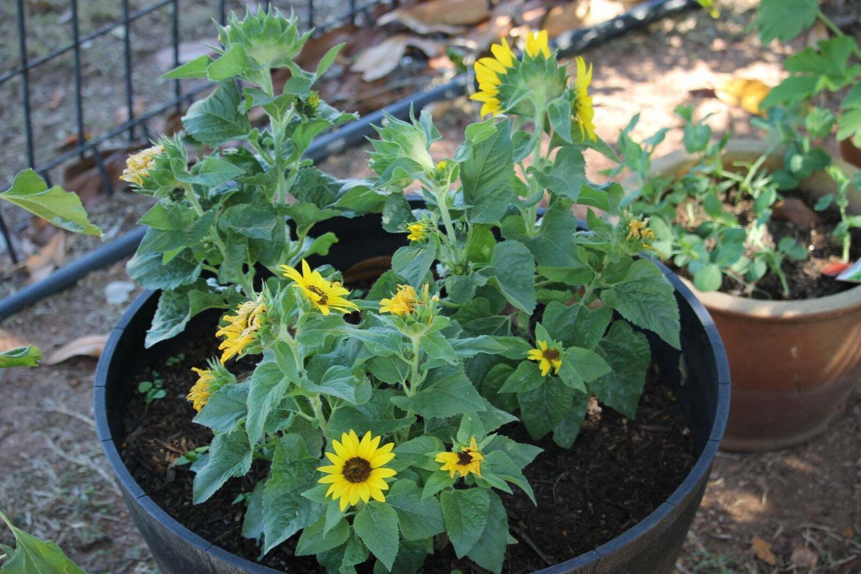 Yellow sunflowers in a dark, round pot; other plants in a pot and background.