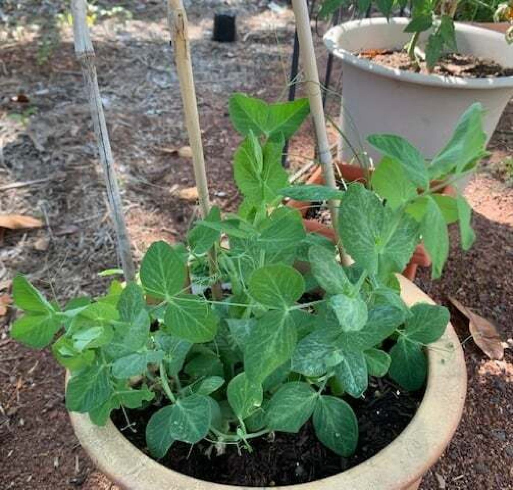 Green pea plants growing in a terracotta pot with bamboo stakes in an outdoor setting.