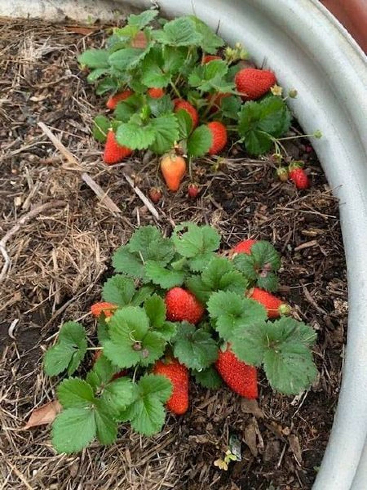 Strawberry plants with ripe red fruit growing in a raised garden bed.