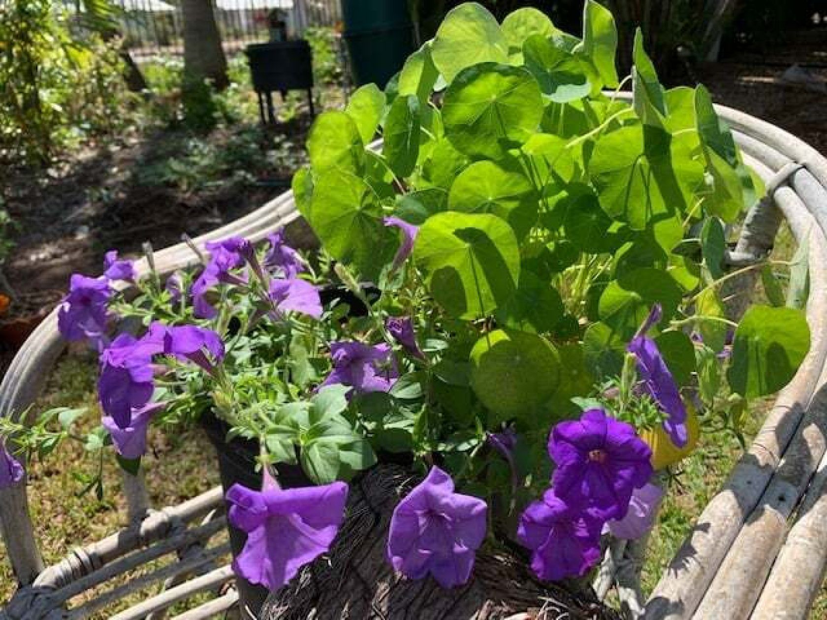 Purple petunias and green foliage in a woven chair outdoors.