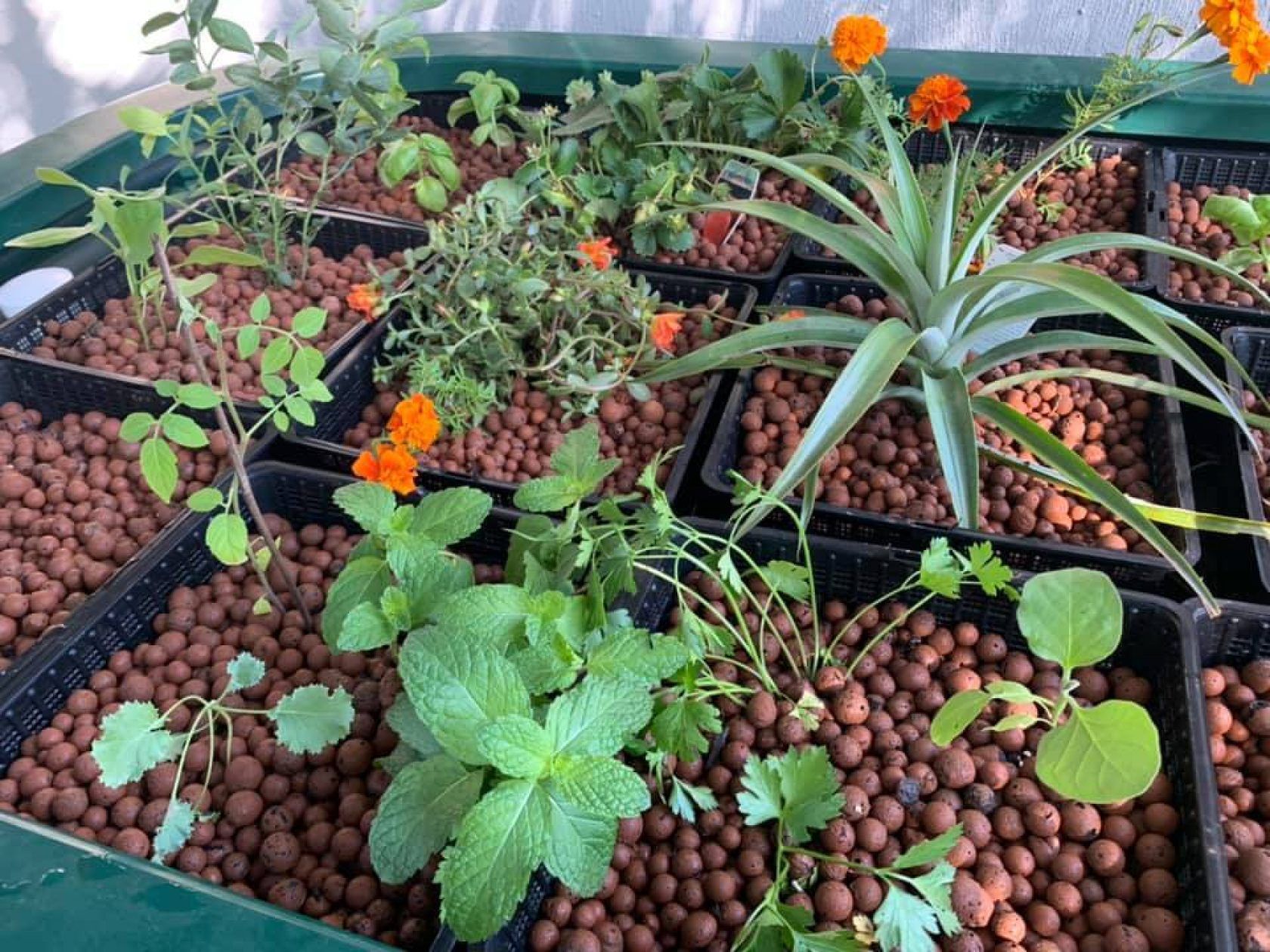 Herb garden: various green herbs, marigolds, and a pineapple plant growing in brown clay pebbles within black trays.