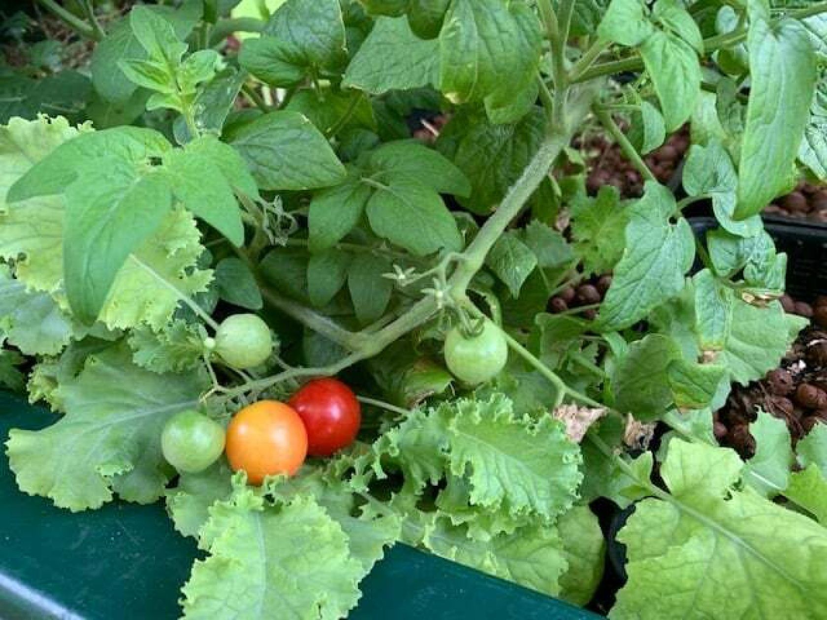 A tomato plant with ripening fruit, surrounded by lettuce and other green foliage in a garden.