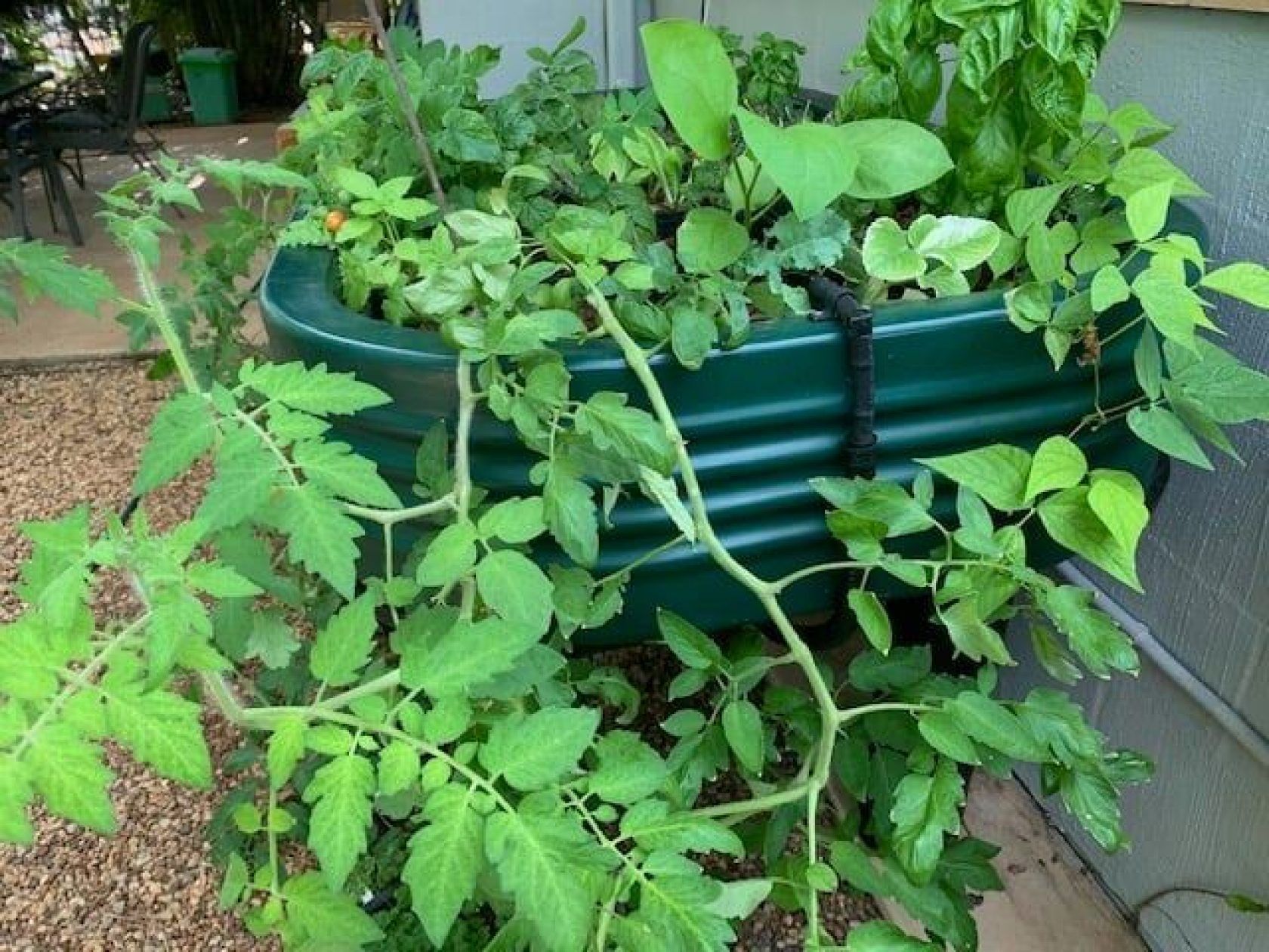 Green raised garden bed overflowing with various leafy plants, including a tomato plant.