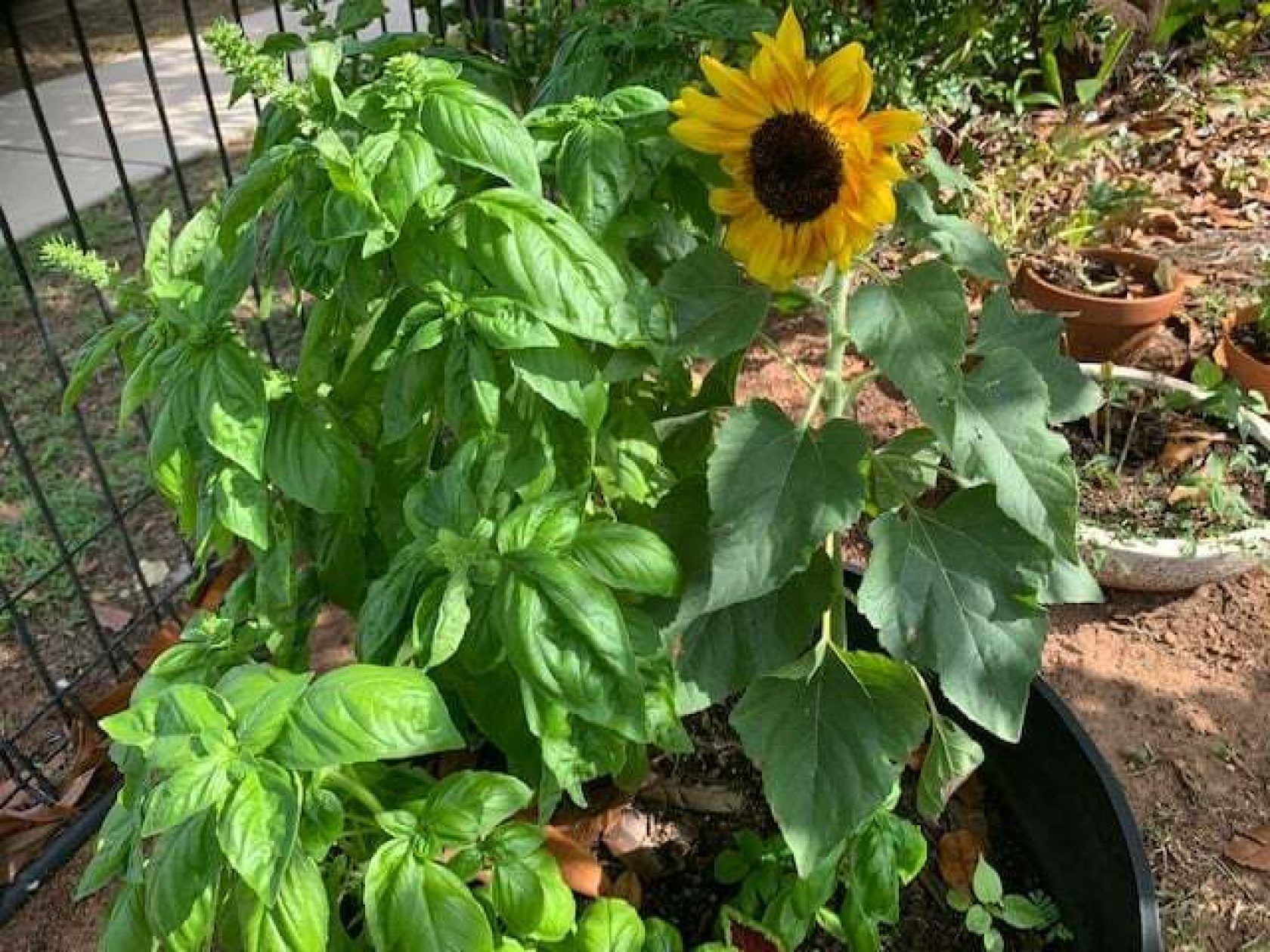 Basil plants and a sunflower bloom in a garden container, with green leaves and a bright yellow flower.