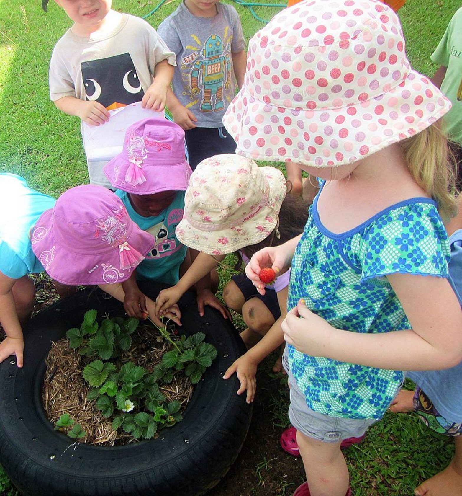 Children in hats gather around a tire planter, picking strawberries outdoors.