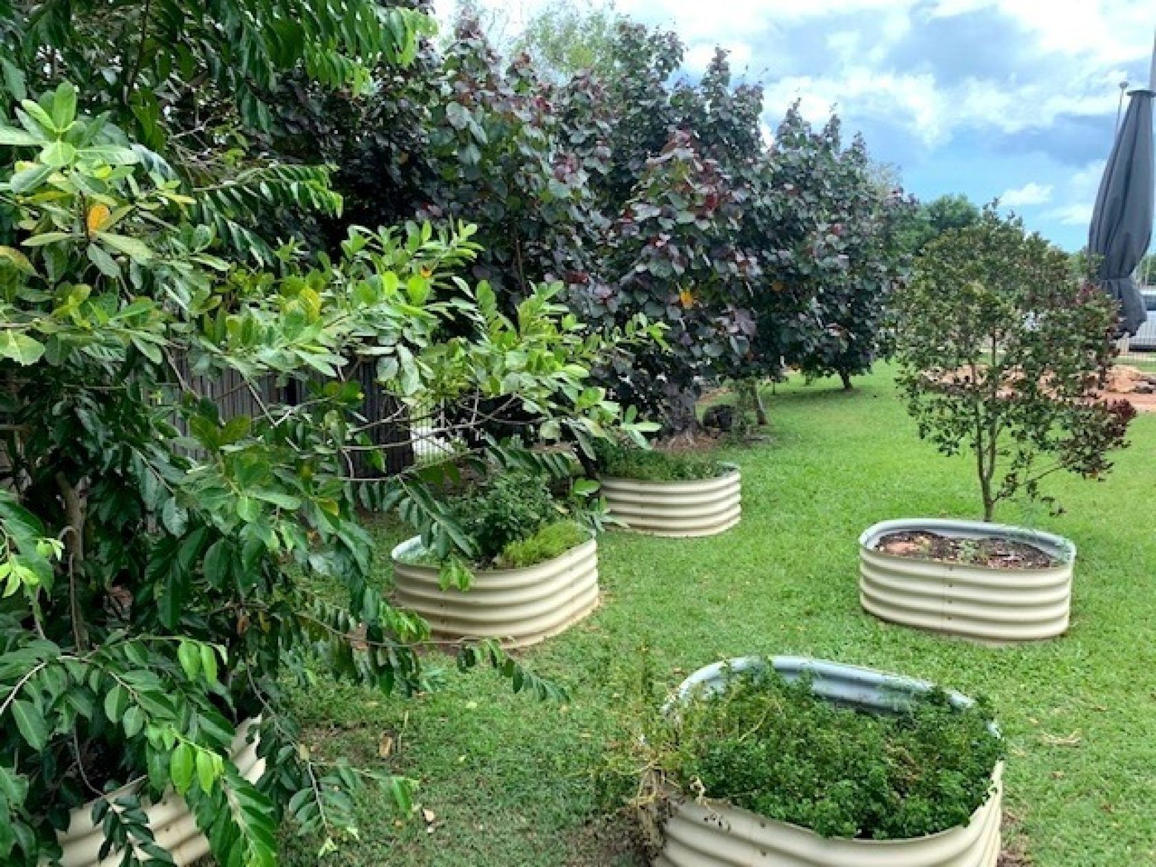 Raised metal garden beds on green grass with trees and shrubs in the background.