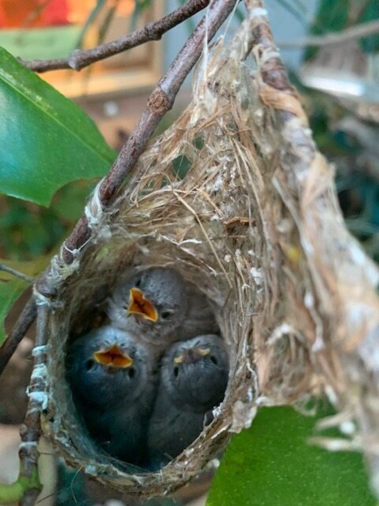Three baby birds with open beaks in a woven nest, hanging in a tree.
