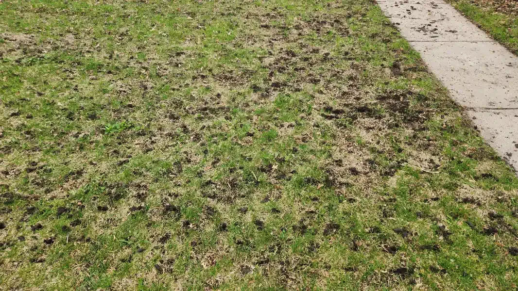 Core Aeration | SilverBlade Lawn | Saint Paul, MN - Lawn Decompaction Aeration