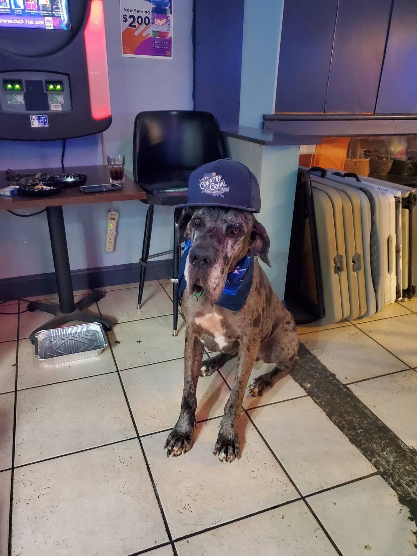 Dogs Wearing Hat In The Head | Foley, AL | The Office Lounge