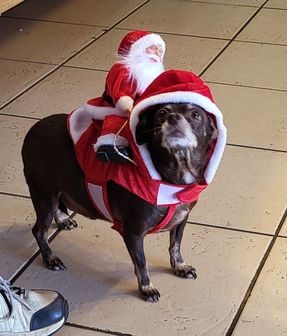 A Dog Wearing Santa Claus Costume | Foley, AL | The Office Lounge