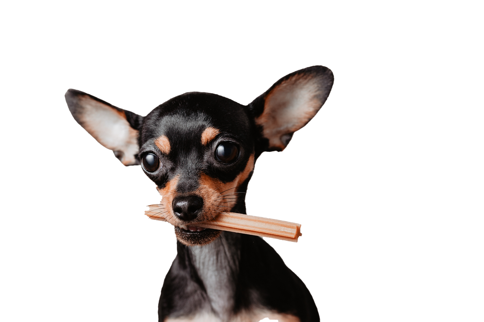 Small black and tan dog with large ears, holding a treat in its mouth, against a white background.