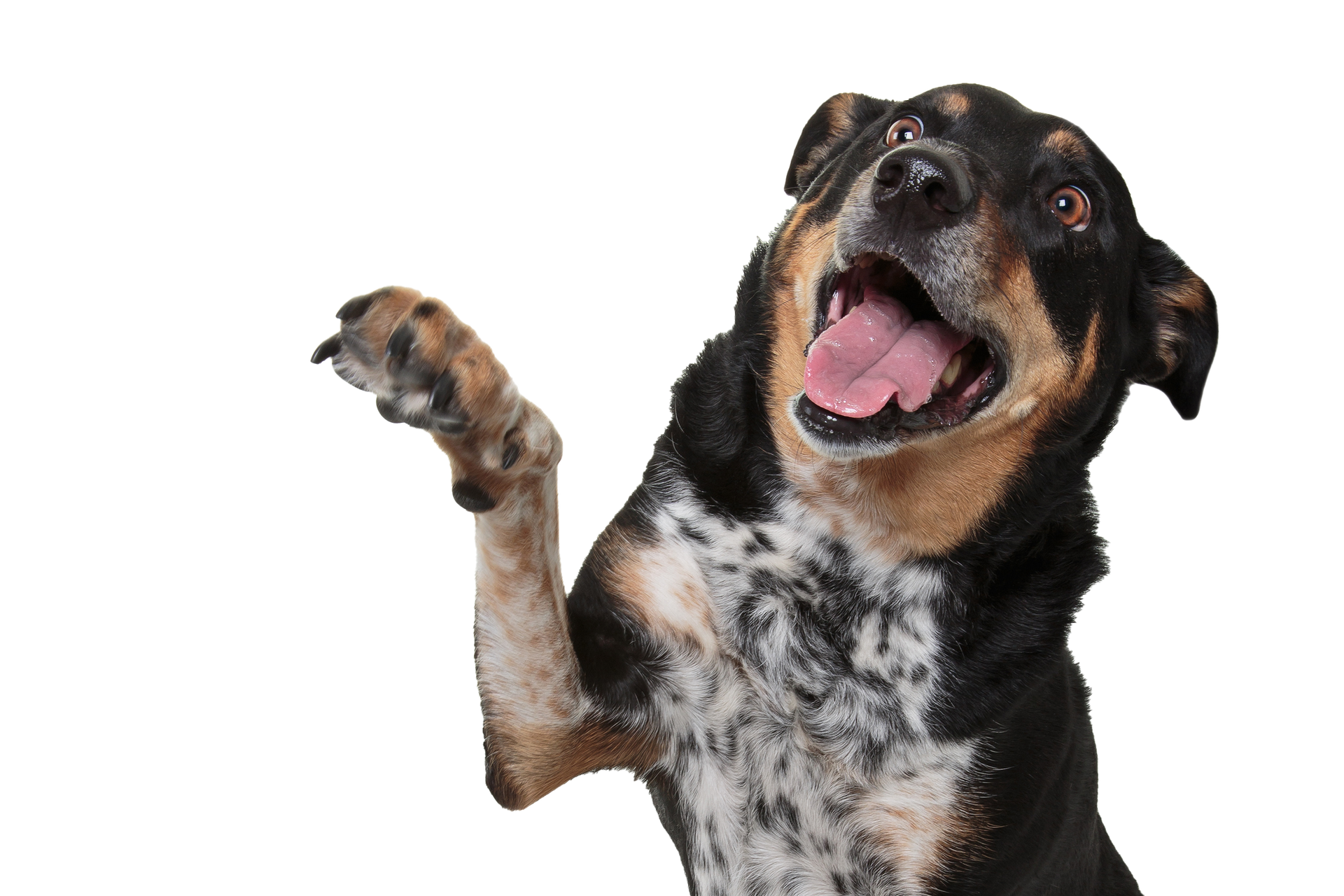 Dog with black, brown, and white fur raises a paw, looking up with an excited expression and open mouth.