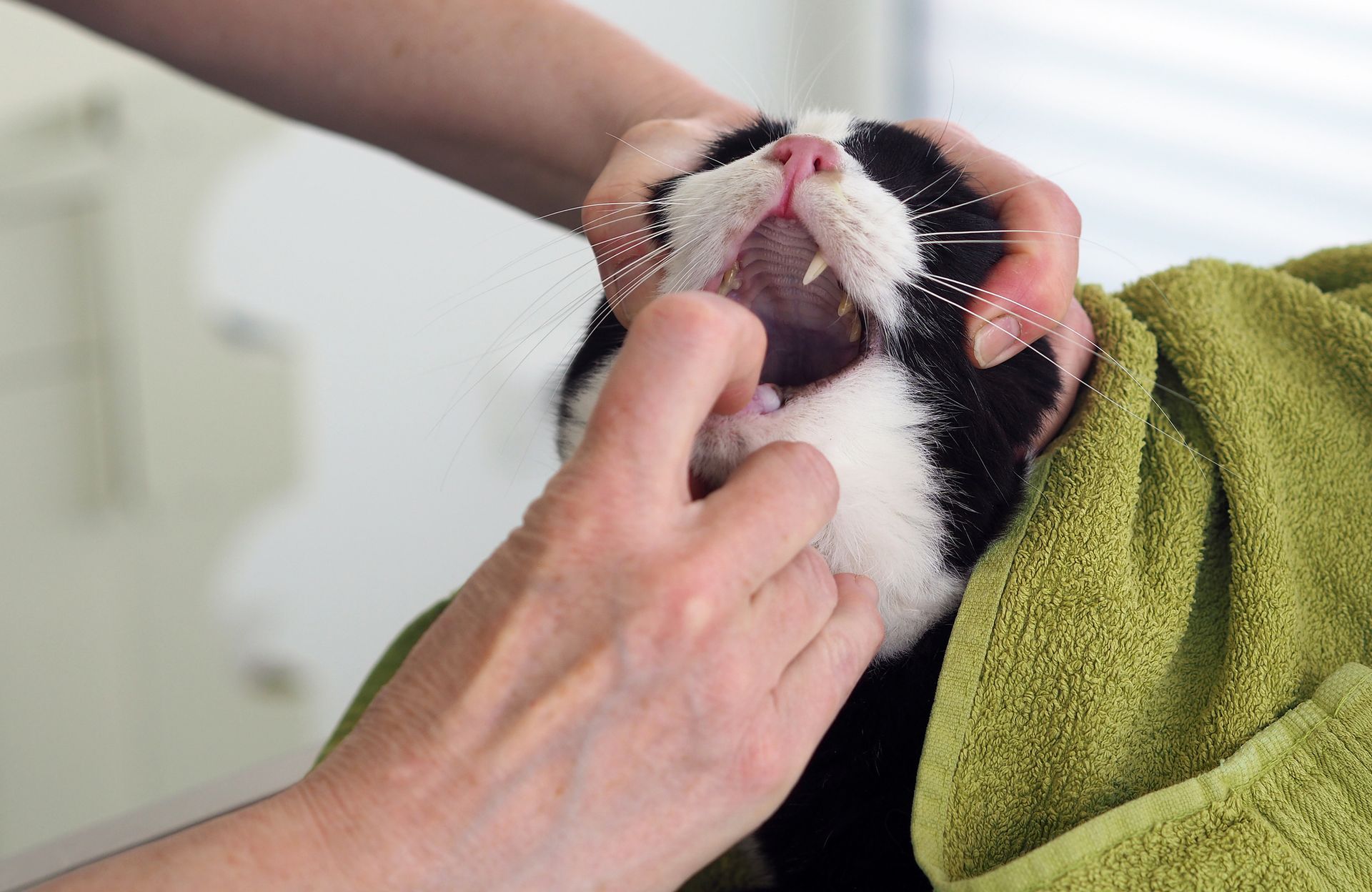 Hands examining a black and white cat's mouth; the cat is wrapped in a green towel, with its mouth open.