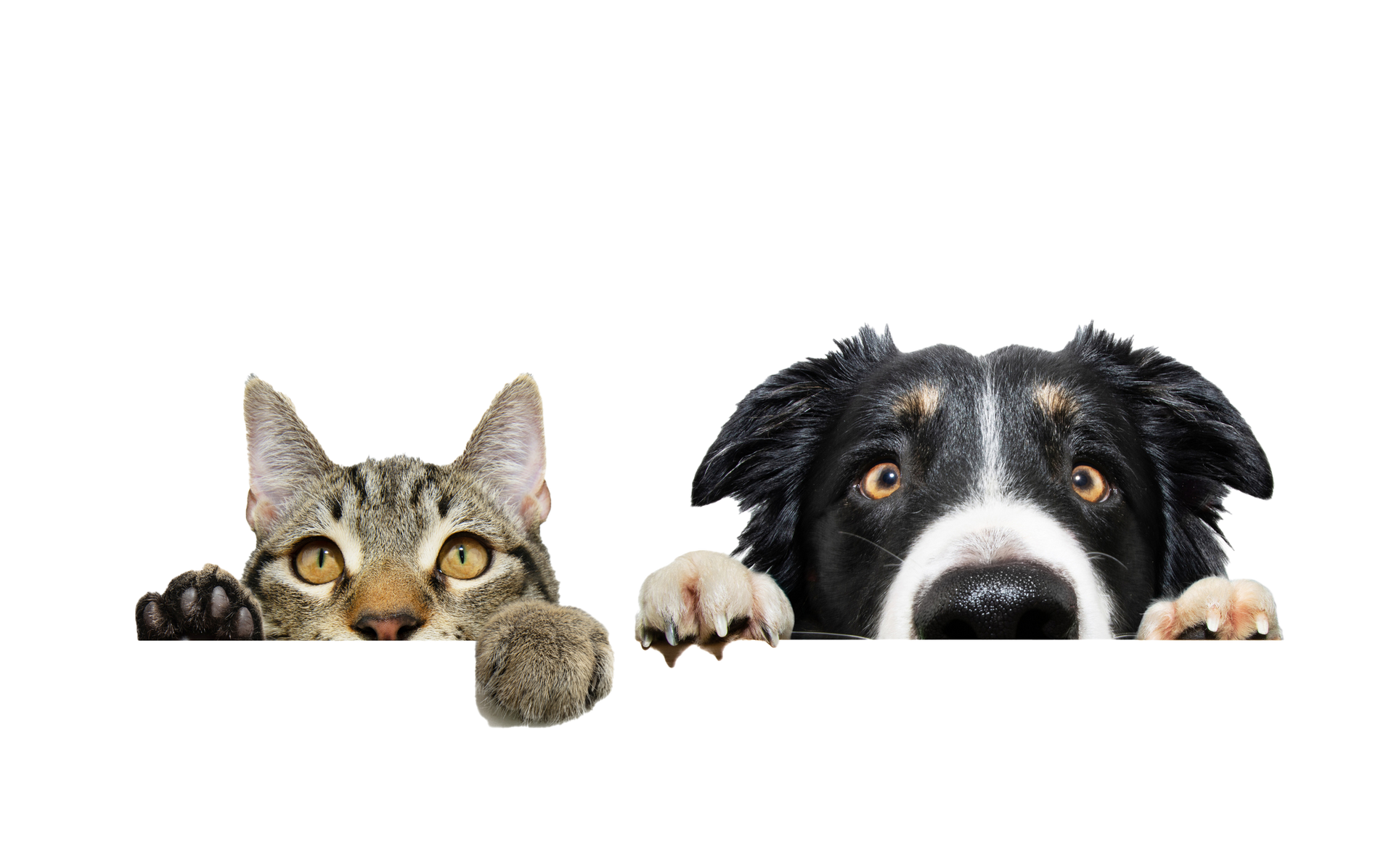 Cat and dog peeking over a white surface; cat is gray tabby with raised paw, dog is black and white border collie. Cat and dog peeking over a white surface; cat is gray tabby with raised paw, dog is black and white border collie.