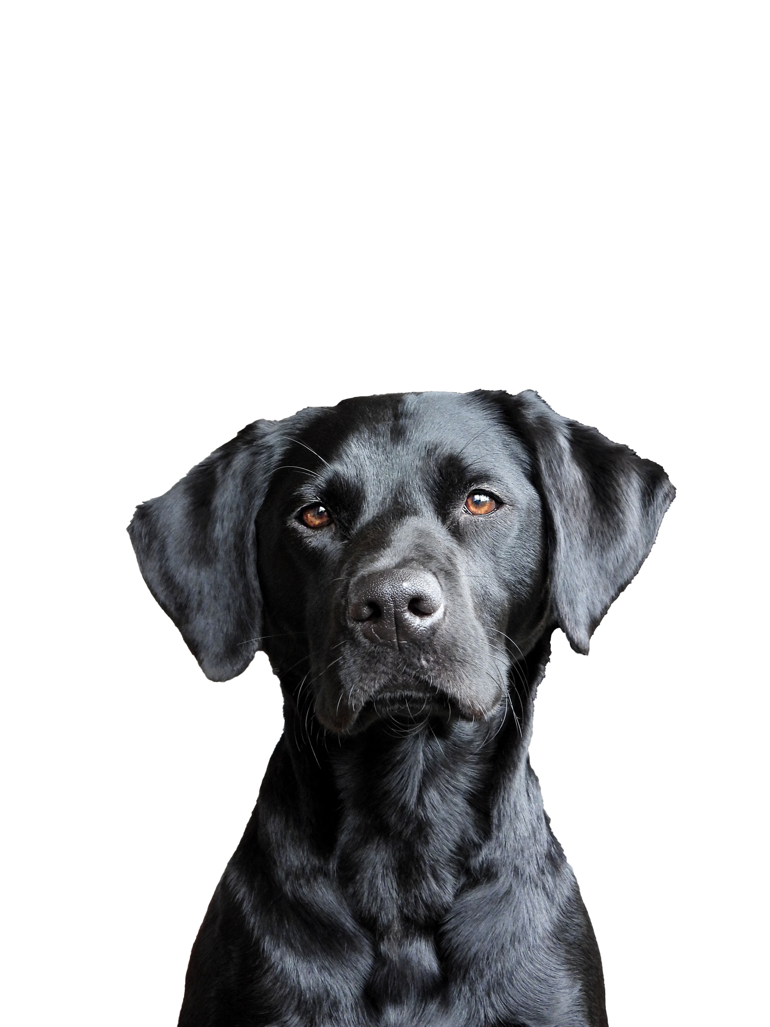 Black Labrador dog looking directly at the viewer, with brown eyes, against a white background. Black Labrador dog looking directly at the viewer, with brown eyes, against a white background.