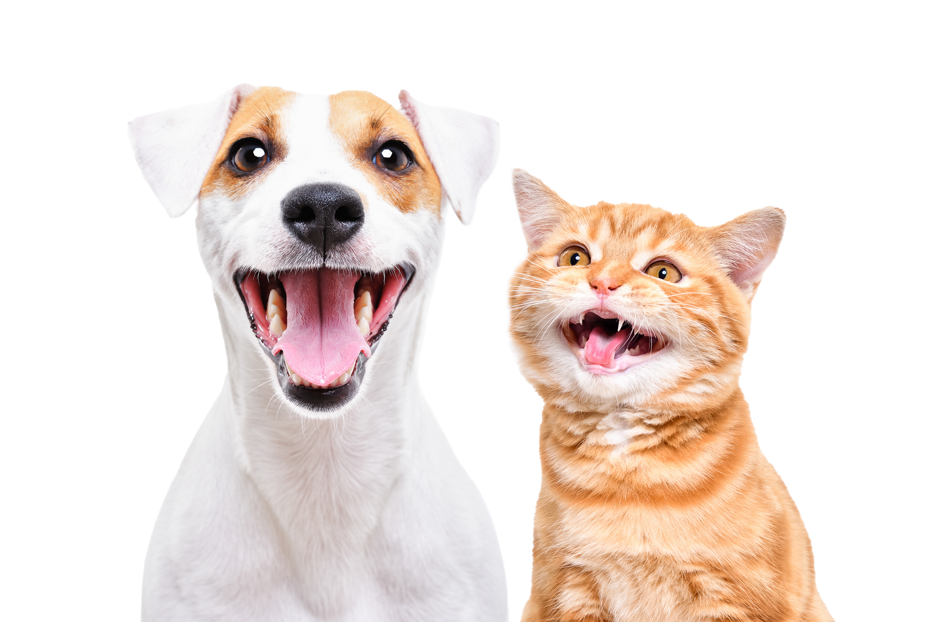 Happy dog and orange cat smiling side-by-side against a white background. The dog is white and tan, the cat is orange. Happy dog and orange cat smiling side-by-side against a white background. The dog is white and tan, the cat is orange.