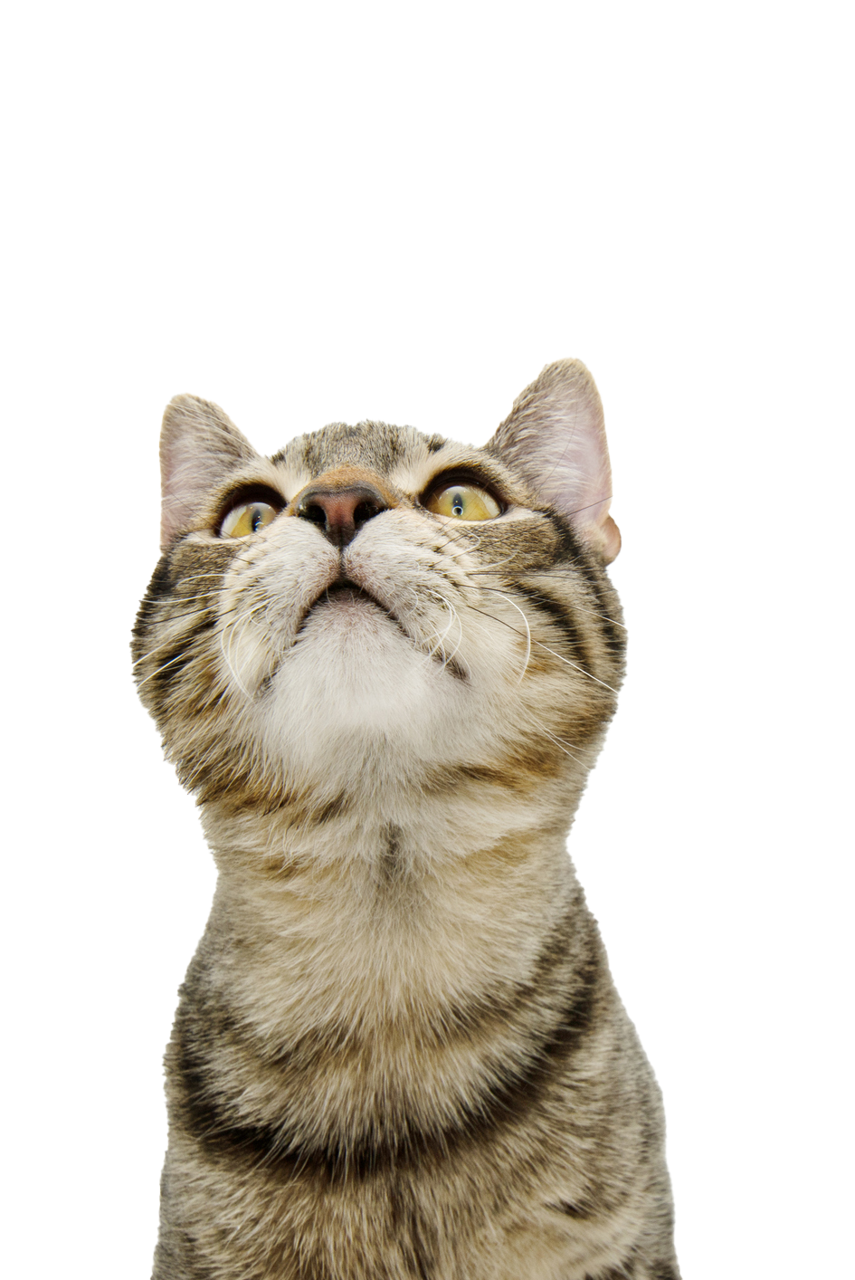Tabby cat looking upwards with wide eyes and curious expression. Tabby cat looking upwards with wide eyes and curious expression.