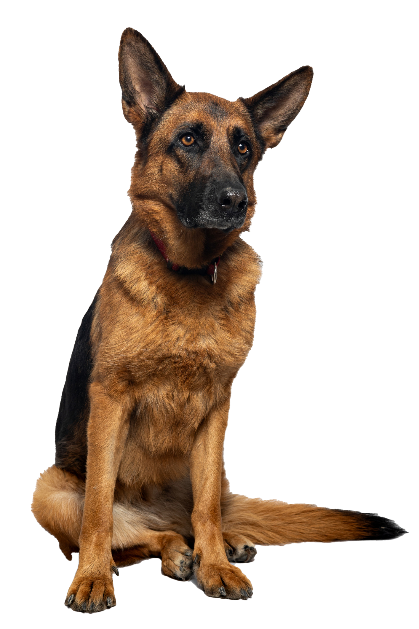 German Shepherd dog sitting and looking toward the upper right, brown and black fur, white background.