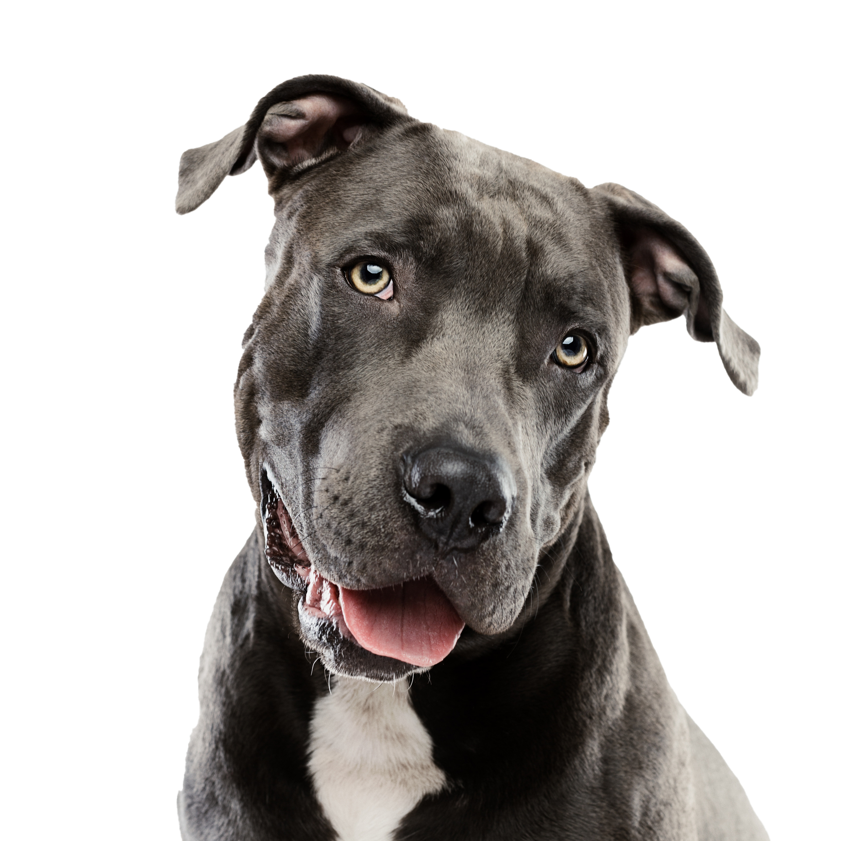 Gray pit bull dog with its mouth open, looking at the viewer with a happy expression. Gray pit bull dog with its mouth open, looking at the viewer with a happy expression.