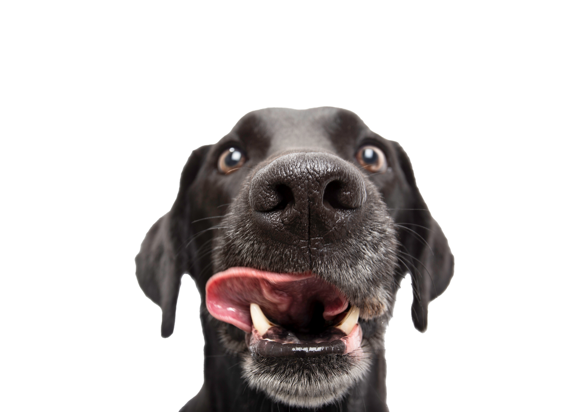 Black dog with tongue out, looking up with excited expression.