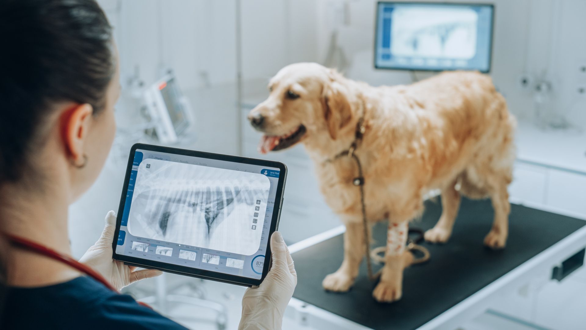 Veterinarian examines a golden retriever's X-ray on a tablet in a clinic. The dog stands on a table, appearing healthy.