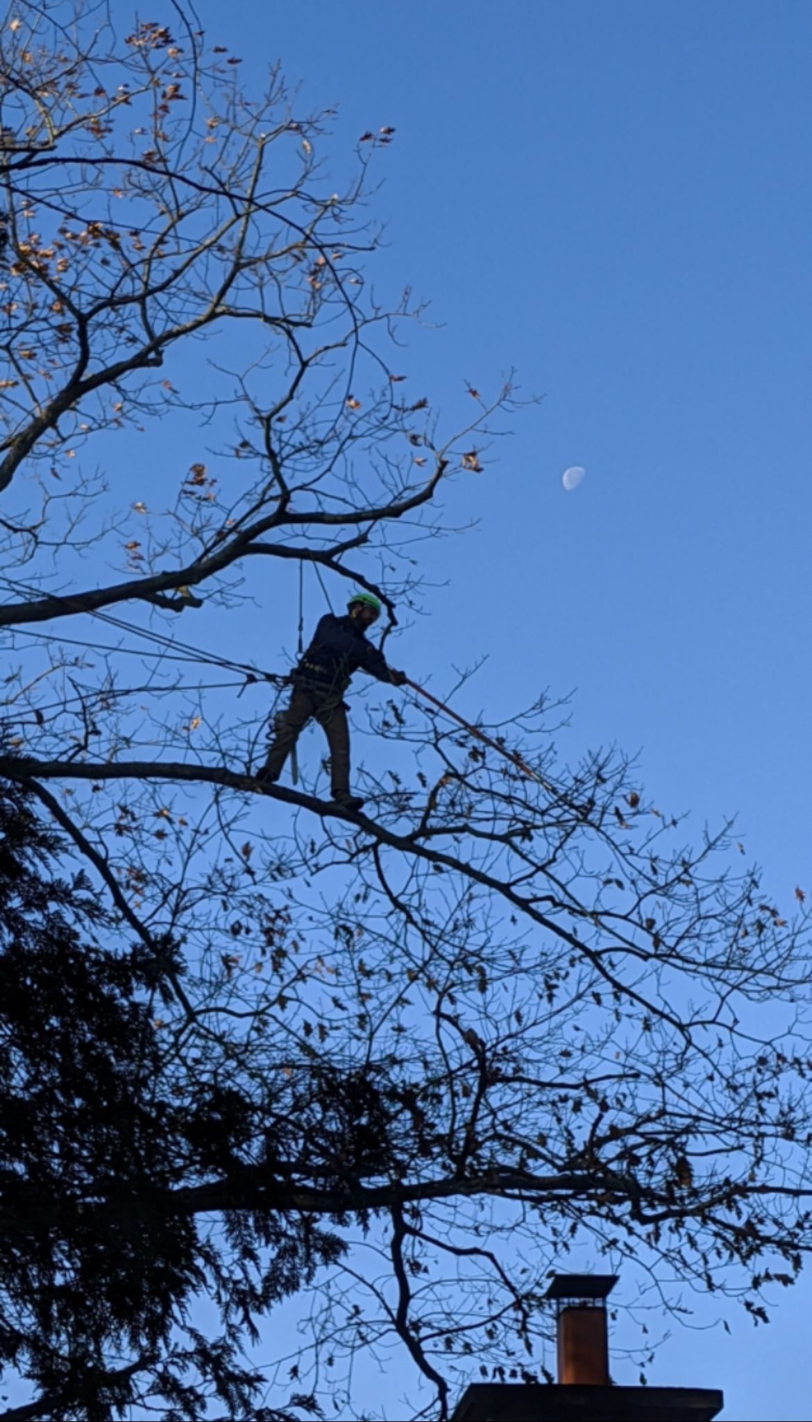 Une personne taille les branches d'un arbre sur fond de ciel bleu, la lune étant visible.