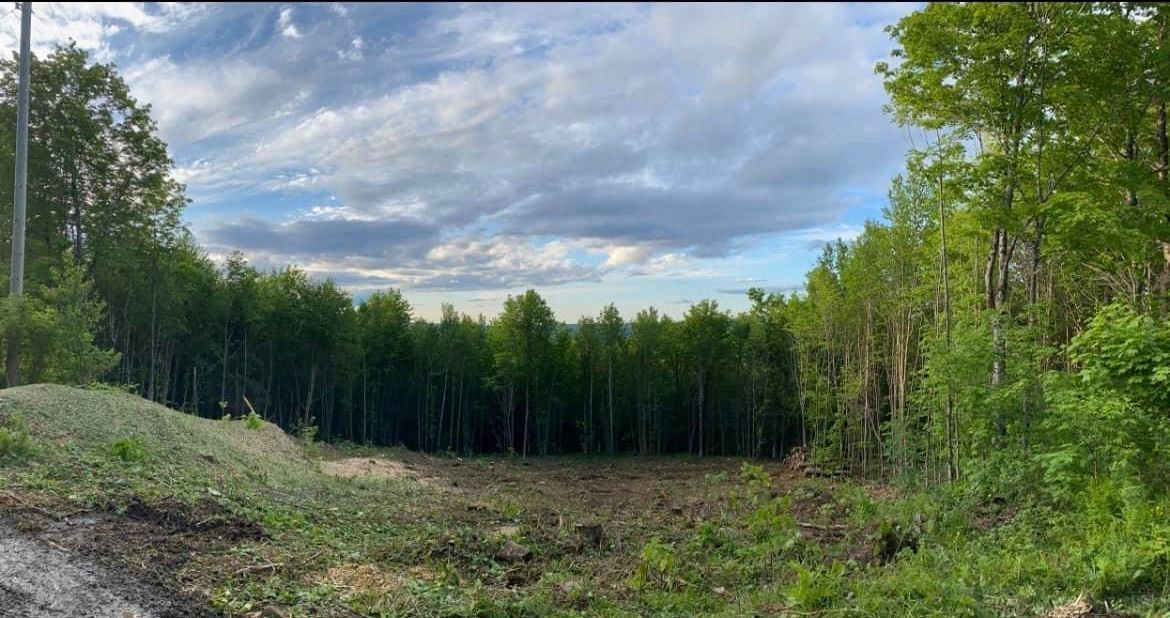 Clairière en forêt, vue sur les arbres sous un ciel nuageux.