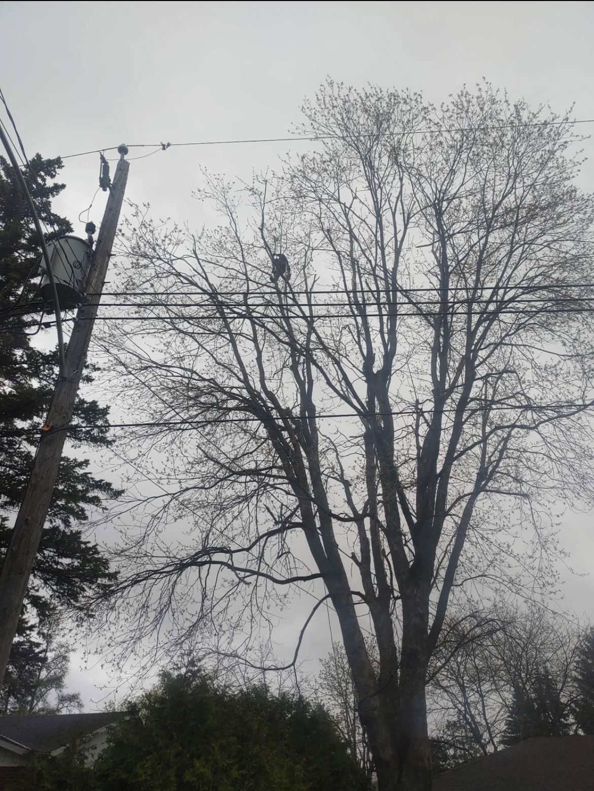 Arbre aux feuilles bourgeonnantes près de lignes électriques et d'un poteau électrique par temps couvert.