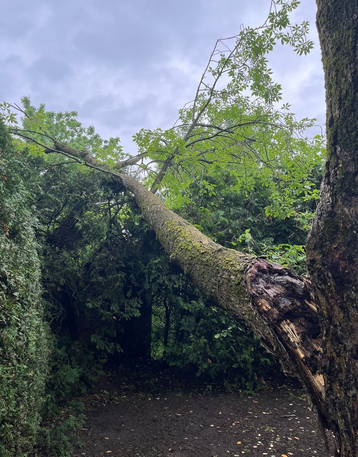 Arbre à la branche cassée, recouverte de mousse, penchée au-dessus d'un chemin sombre, entouré de feuillage vert sous un ciel nuageux.