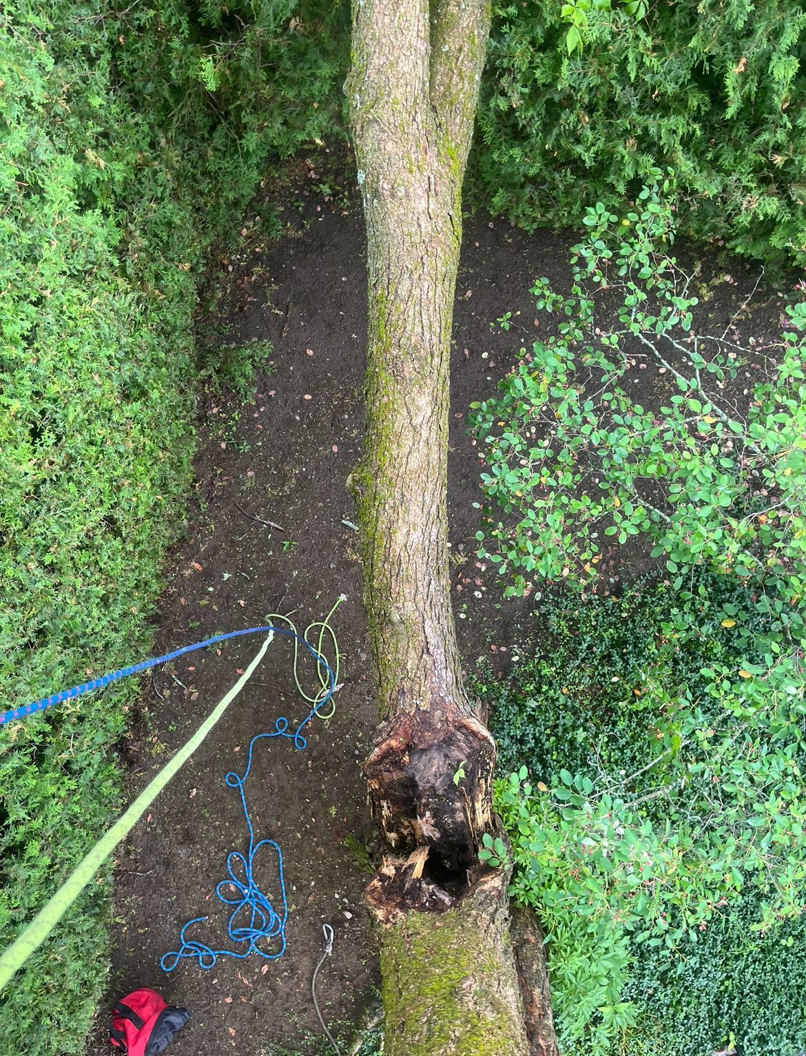 Vue plongeante sur un tronc d'arbre auquel sont fixées des cordes d'escalade. Cordes vertes et bleues.