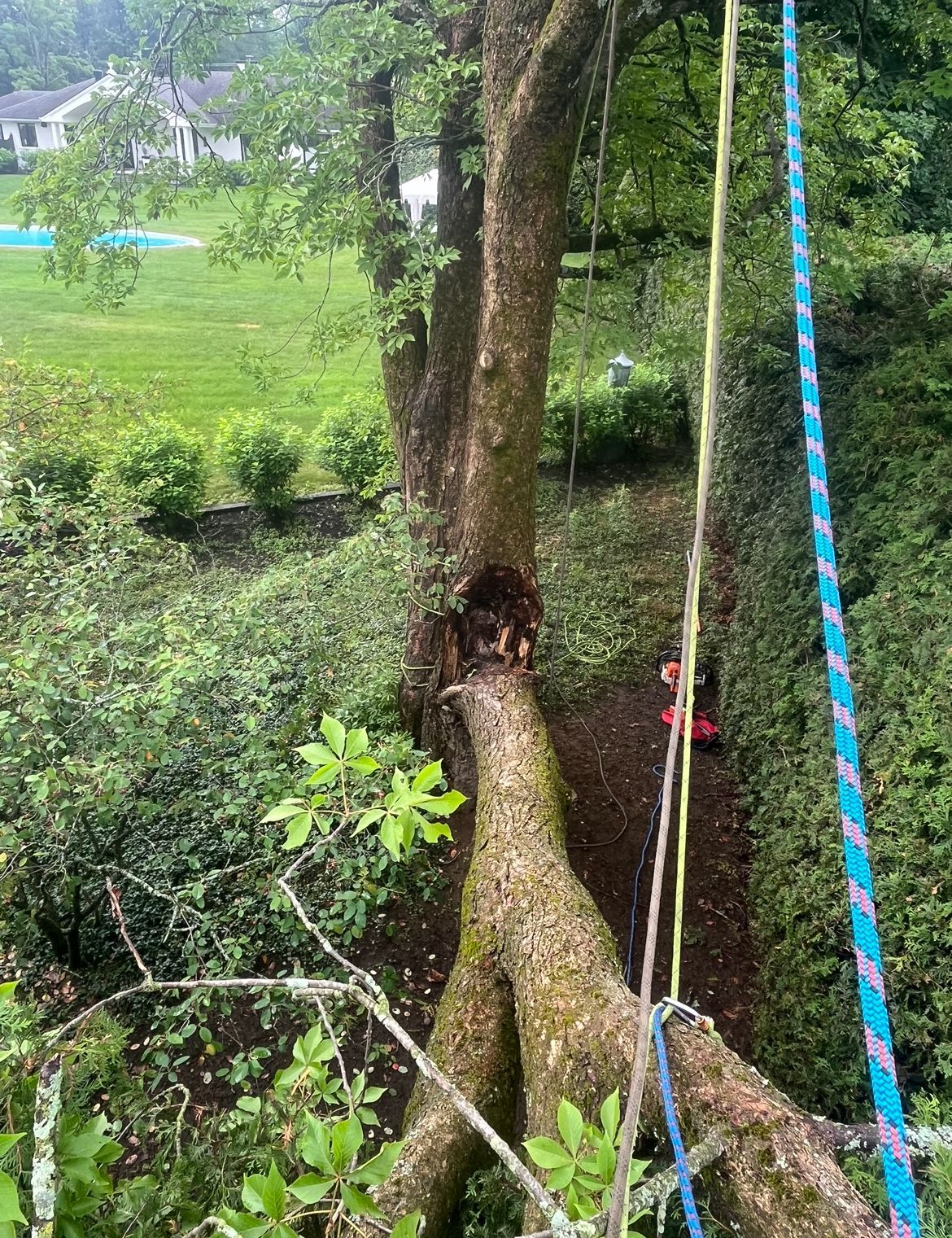 Un arbre sur lequel travaille une personne. Des cordes sont fixées, le feuillage est vert et dense, et on aperçoit une zone résidentielle en arrière-plan.