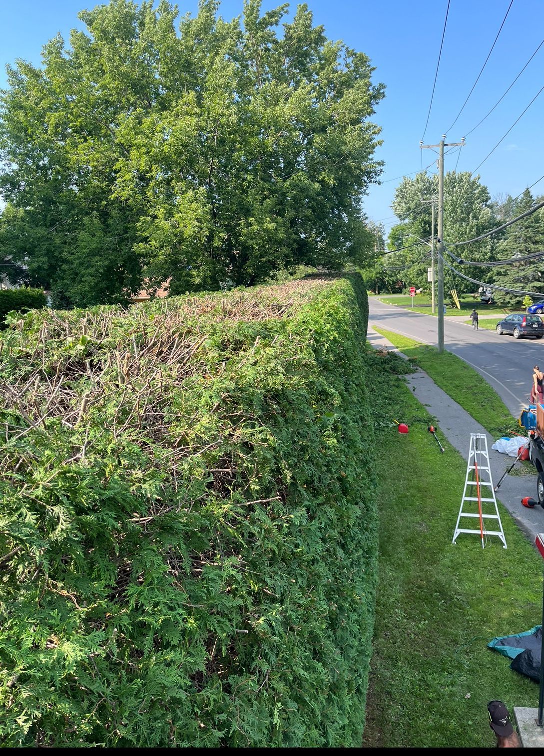 Une haie verte est taillée le long d'un trottoir, à l'aide d'une échelle et d'outils.