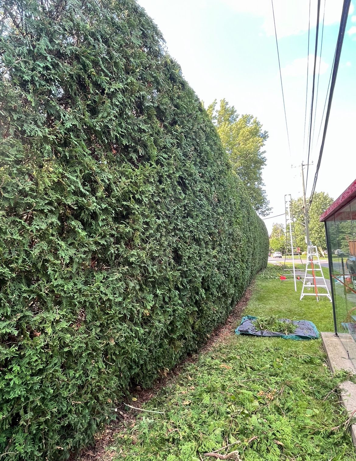 Une haute haie verte et dense borde une pelouse, taillée. Une échelle blanche et des lignes électriques sont visibles à proximité.