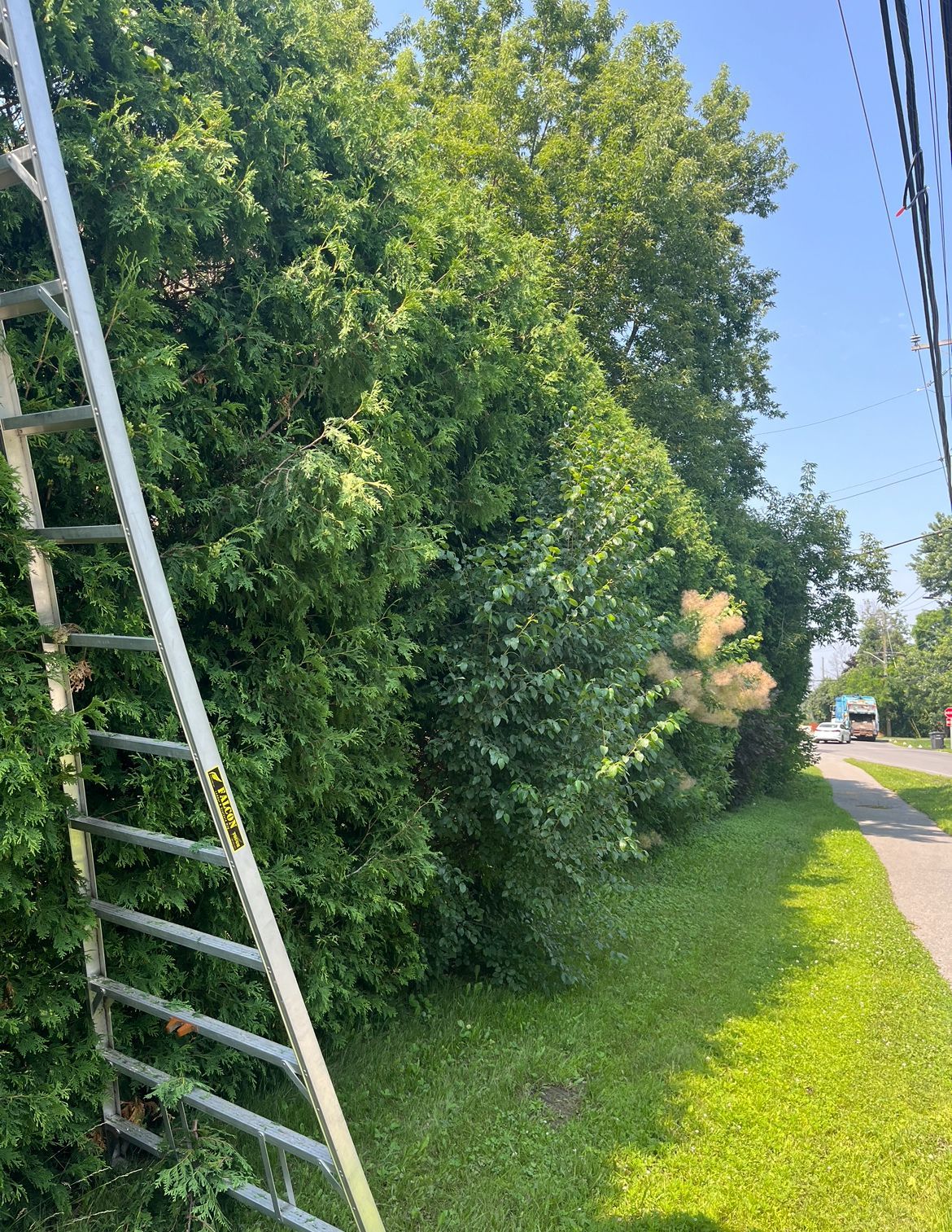 Une échelle appuyée contre des arbres verdoyants bordant un trottoir et une route par une journée ensoleillée.