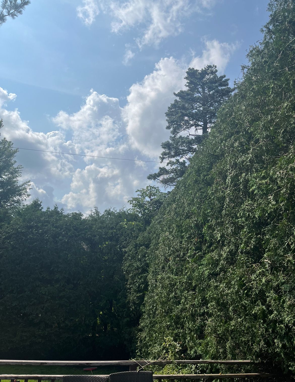 Des arbres verdoyants encadrent un ciel d'un bleu éclatant parsemé de nuages ​​blancs cotonneux, et une volée d'oiseaux qui s'envole.