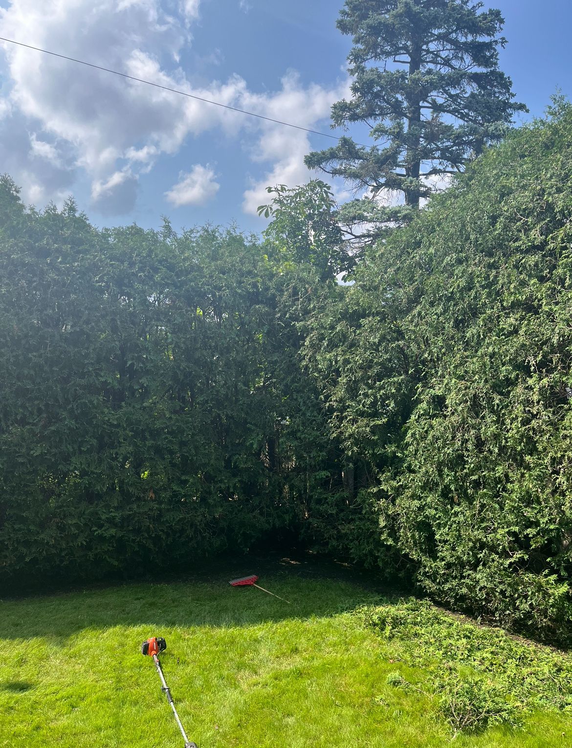 Pelouse verte bordée d'une haie. Tondeuse à gazon devant. Grands arbres et ciel bleu.